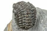 Phacopid (Adrisiops) Trilobite - Jbel Oudriss, Morocco #251656-4